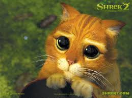 cute cat
