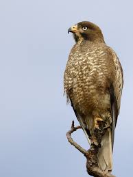 Buzzard (Butastur teesa)