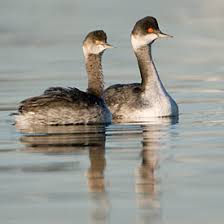 (Podiceps nigricollis)