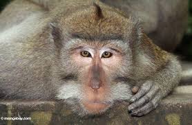 (macaca fascicularis)