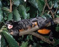 Red-chested tamarin (Saguinus