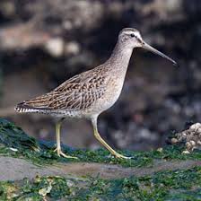 (Limnodromus griseus)