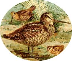(Scolopax rusticola) is a