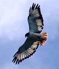Augur Buzzard Buteo augur