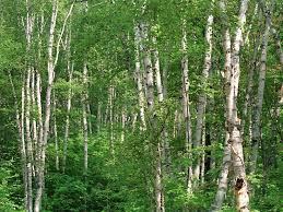 If you were a birch tree today (IF ...