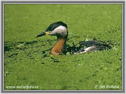Podiceps grisegena Pictures
