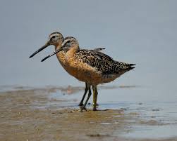 Limnodromus griseus,