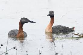 Great Grebe (Podiceps major)