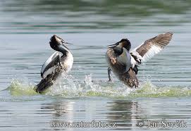 Podiceps cristatus