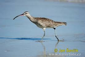 Numenius phaeopus Pictures