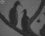 (Lophotibis cristata),