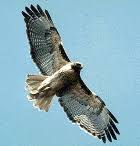 Buteo jamaicensis