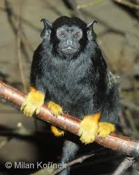 Saguinus midas - tamarín