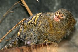 Callithrix pygmaea <br>Pigmy