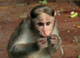 Macaca radiata - makak kápový