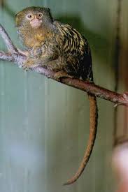 (Callithrix pygmaea)