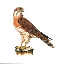 Butastur indicus