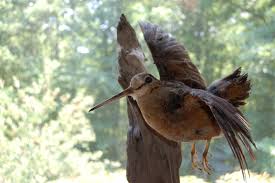 Woodcock (Scolopax Minor).