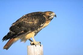 Buteo jamaicensis