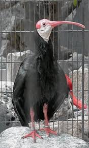 Ibis [Geronticus calvus]