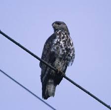 Buzzard Buteo oreophilus