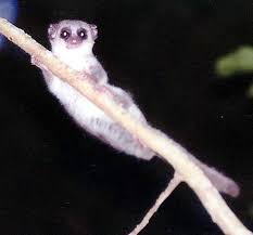 Cheirogaleus-medius.jpg‎ (546