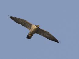 Falcon (Falco peregrinus)