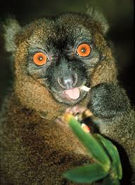 Hapalemur simus