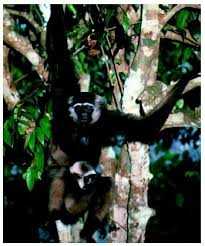 Hylobates agilis ) with a