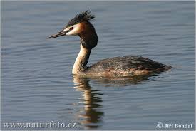 Podiceps cristatus Pictures
