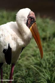Stork – Mycteria cinerea
