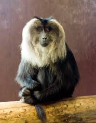 (Macaca silenus) - Wiki;