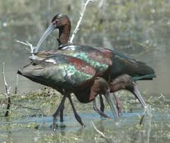 (Plegadis chihi) - Wiki;