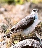 Buteo poecilochrous