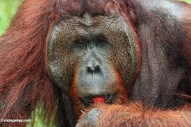 Orangutan (Pongo pygmaeus)