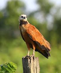 colorado, Busarellus