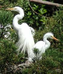 Great Egret (Ardea alba)