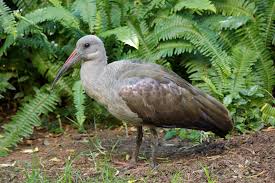 Ibis (Bostrychia hagedash)