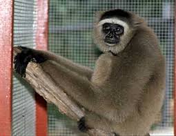 (Hylobates muelleri)