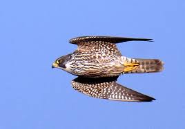 Falcon (Falco peregrinus)