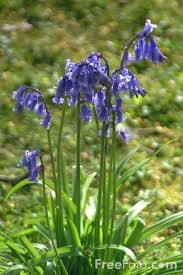 Picture of Bluebells - Scilla ...