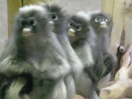 Trachypithecus obscurus