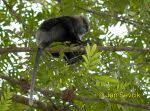 Trachypithecus vetulus 1