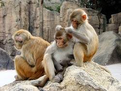 macaca-mulatta
