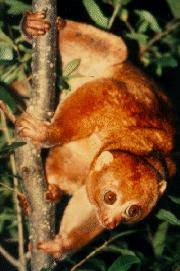 Perodicticus potto (Muller