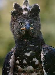 (Stephanoaetus coronatus)