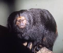 Leontopithecus chrysopygus