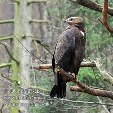 Aquila pomarina e9987 RU: