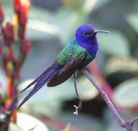 Swallow-tailed