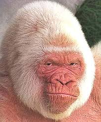 Hominidae